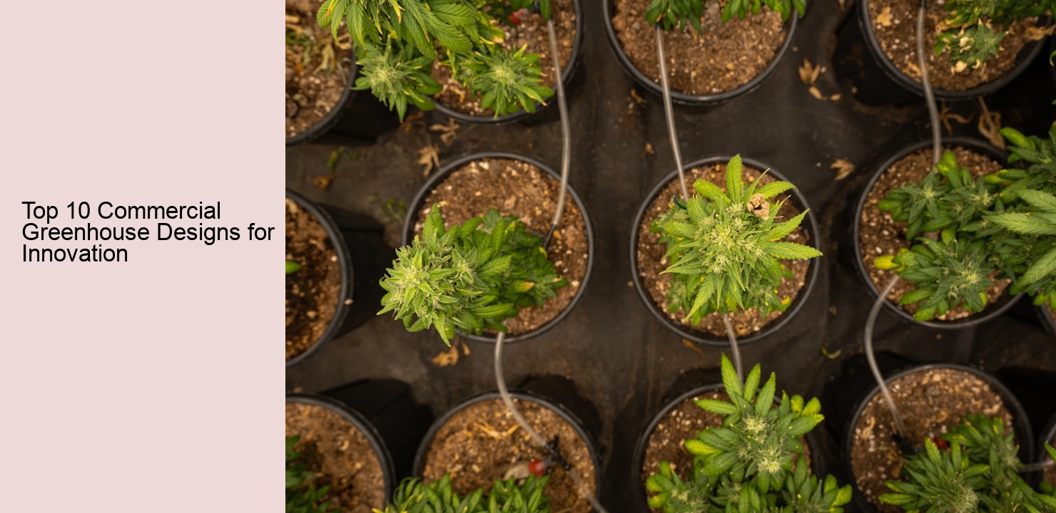 Top 10 Commercial Greenhouse Designs for Innovation